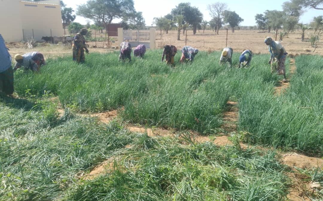 Suivi des jardins – Projet TopUp DANIDA