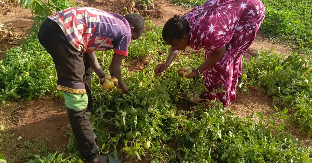 Récolte de tomates au jardin des femmes de Tanganaboye